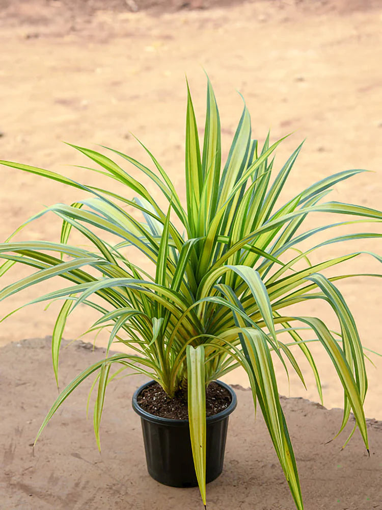 Large Pandanus Baptistii