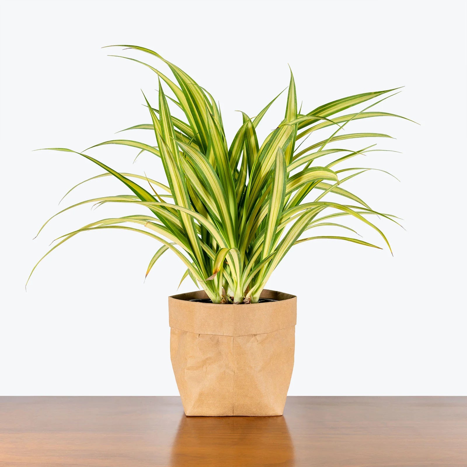 Large Pandanus Baptistii