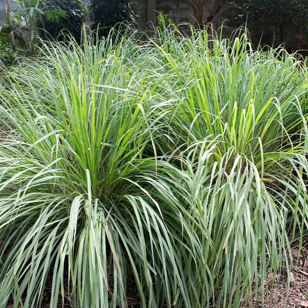 Lemon Grass (Cymbopogon) Spice Plant