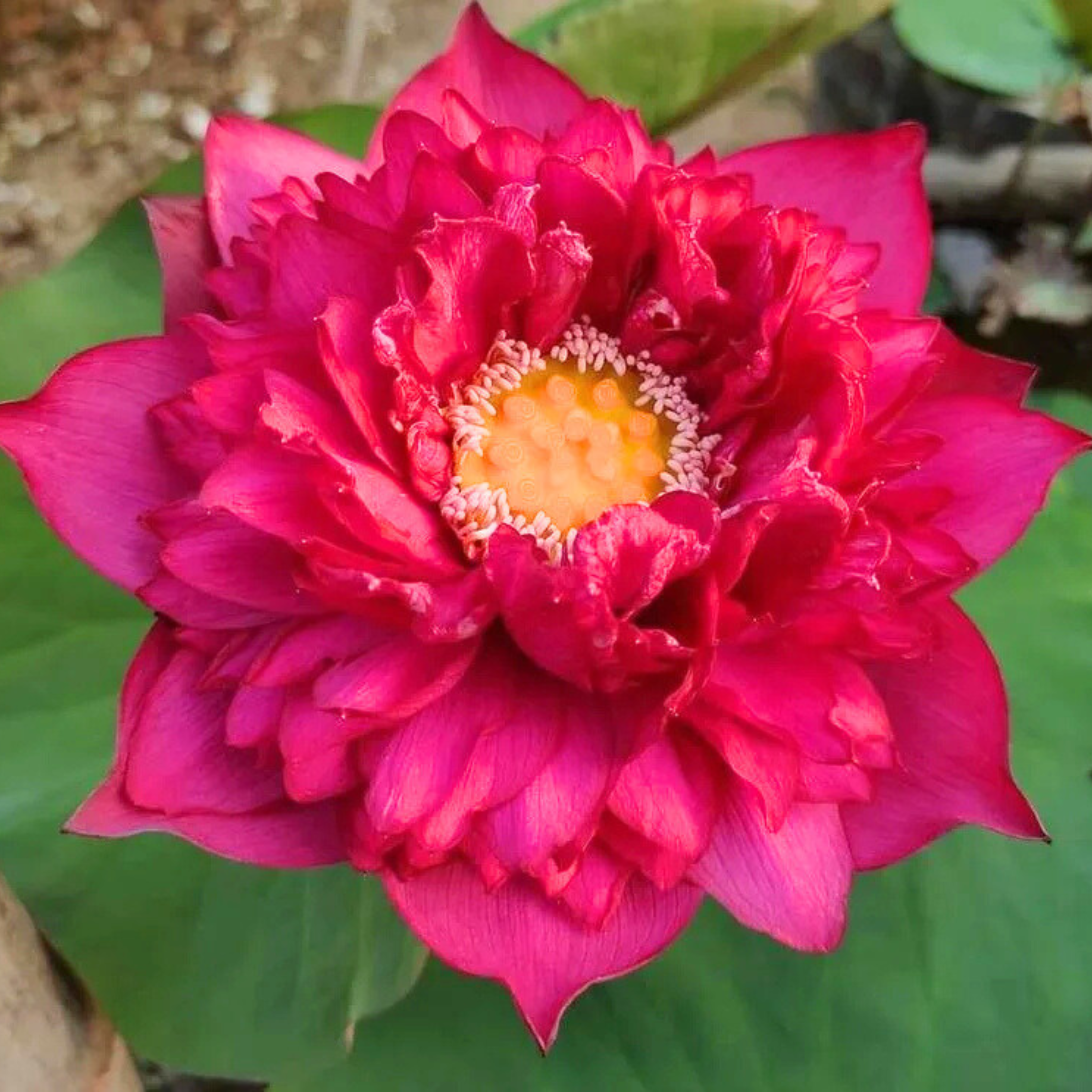 Lotus Tuber Red Peony