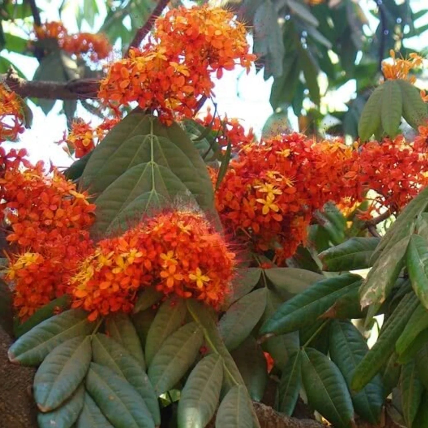 Asoka Tree (Saraca indica) Live Plant