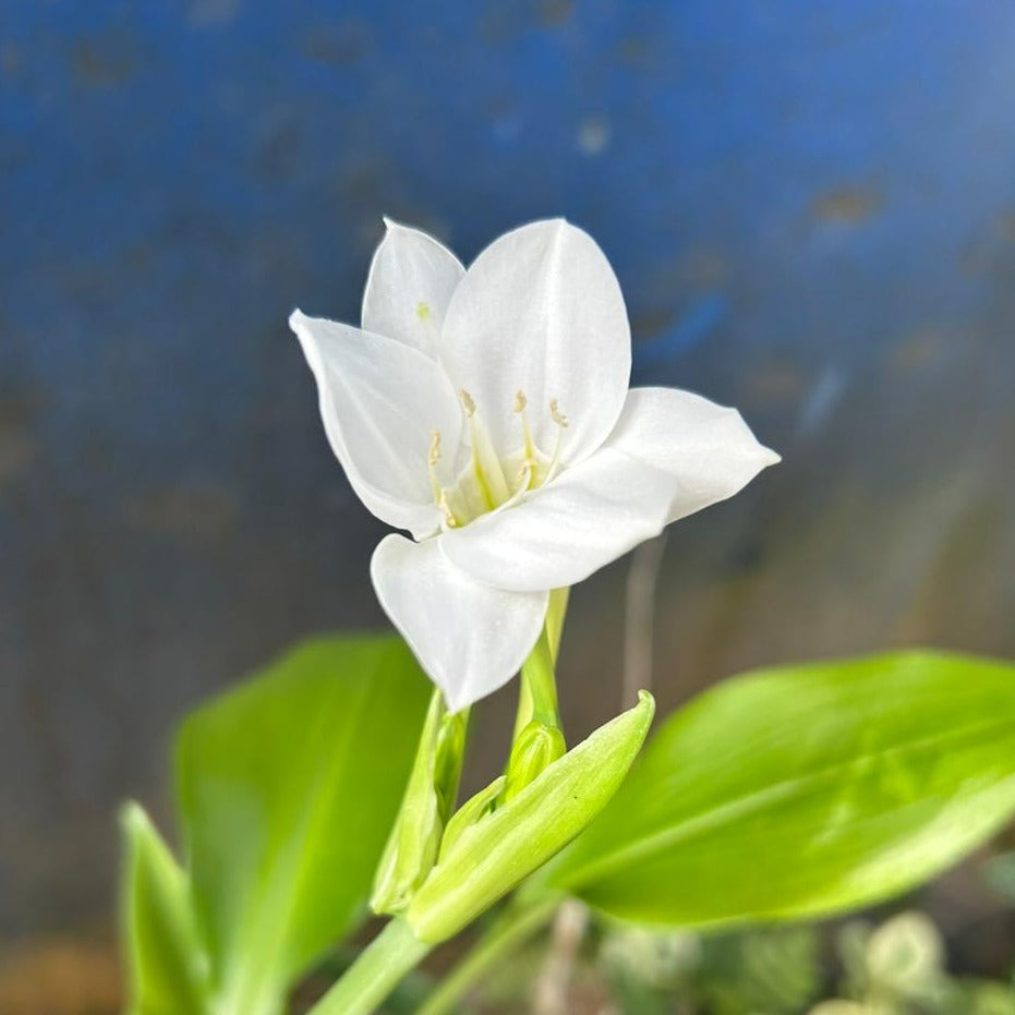 White / Madonna Lilly (Lilium candidum) Rare Fragrant Flowering Live Plant