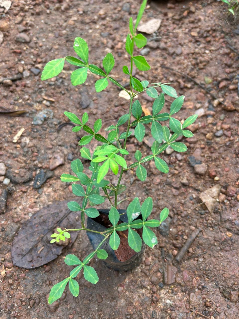 Maha Vilvam/ Bilva (Aegle marmelos) Live Plant