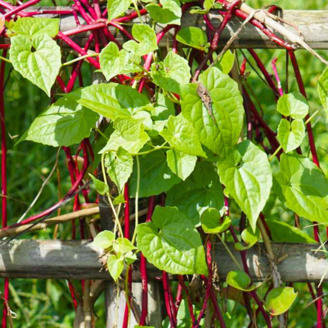 Malabar Spinach (Basella alba) Medicinal Live Plant