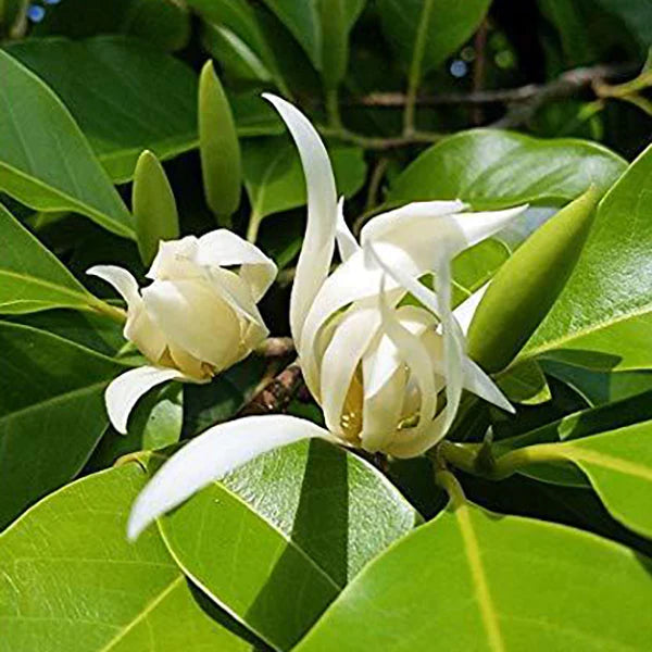 White Champa Grafted Flowering Live Plant