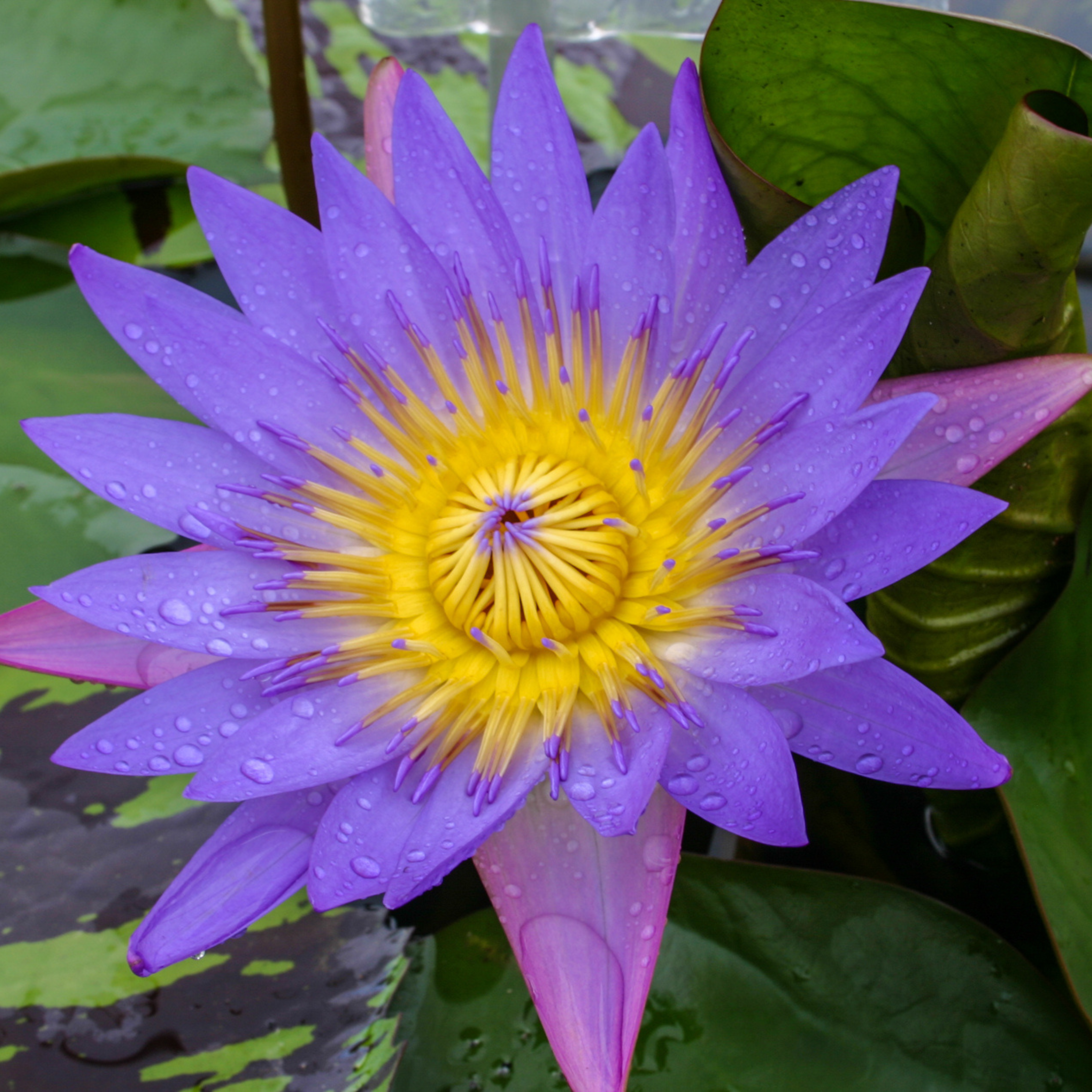 Nymphaea Tina (Tropical Water Lily)