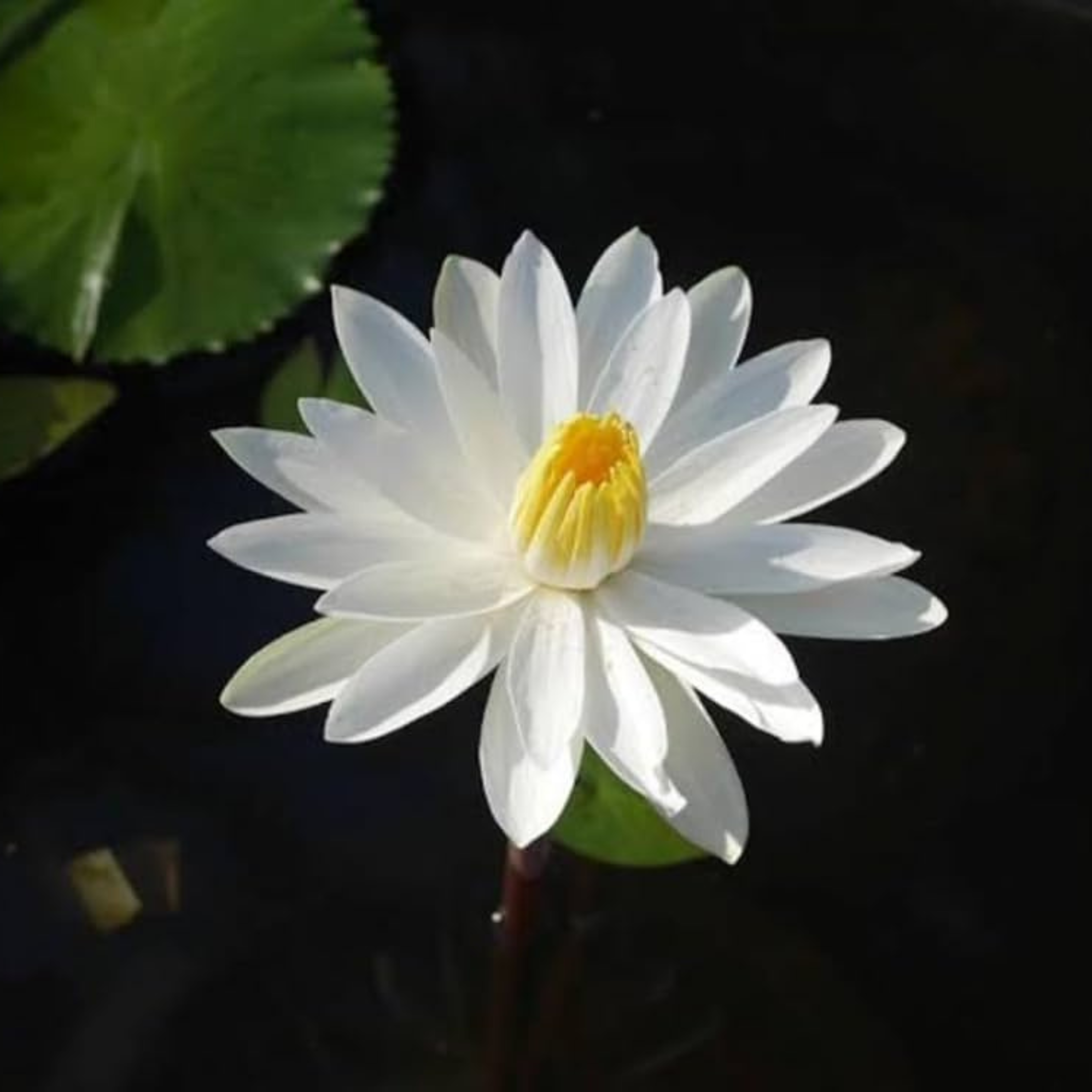Nymphaea White Night Bloomer
