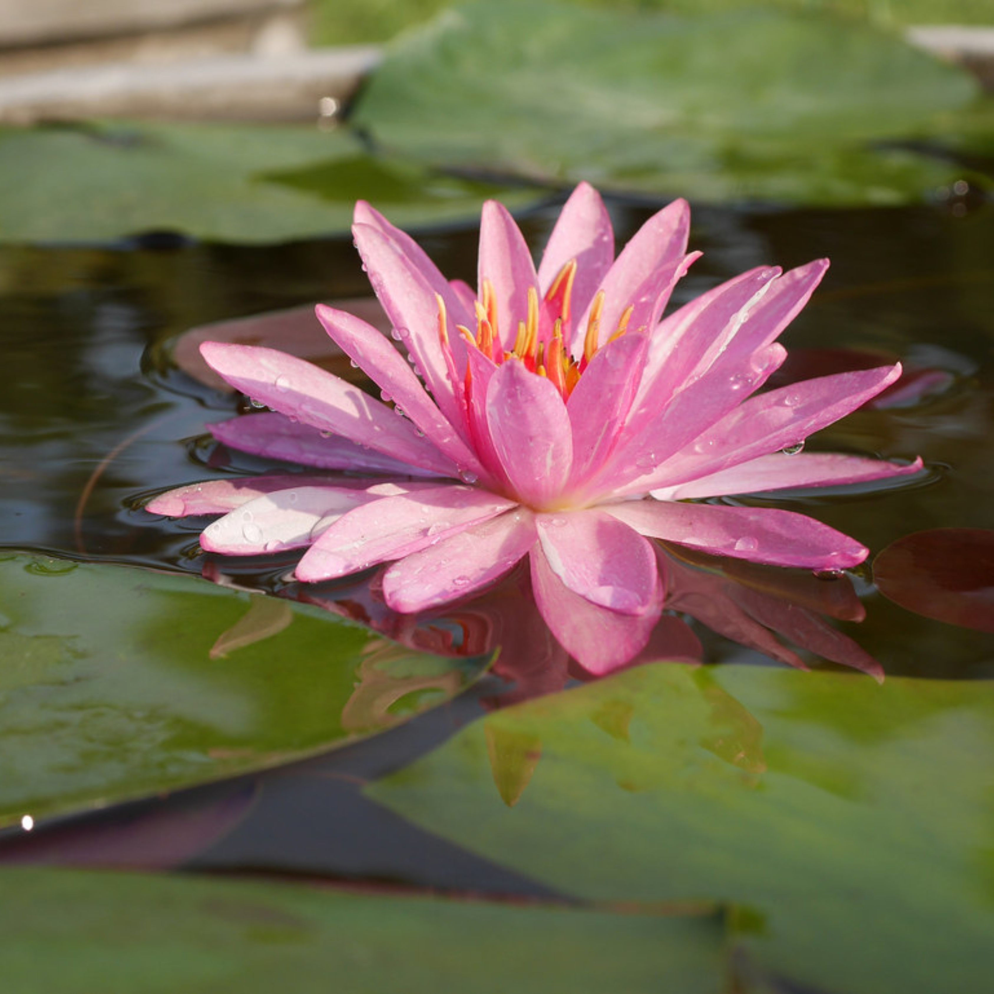 Nymphaea White Pink Dawn