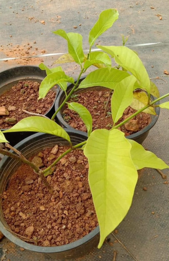 Odontadenia Macrantha Layered Live Plant