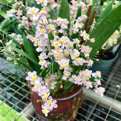 Oncidium Twinkle Pink (Extra Big Size Bushy Plant)