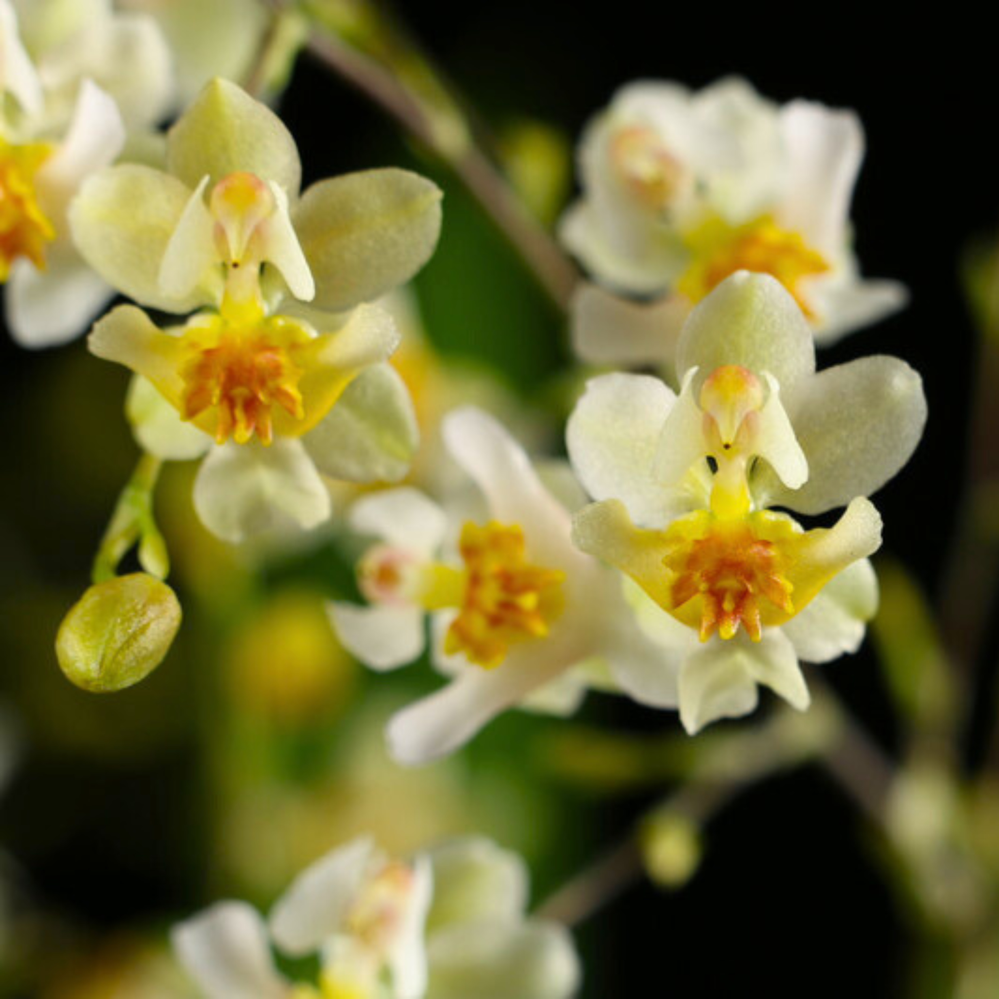 Oncidium Twinkle White (Extra Big Size Bushy Plant)