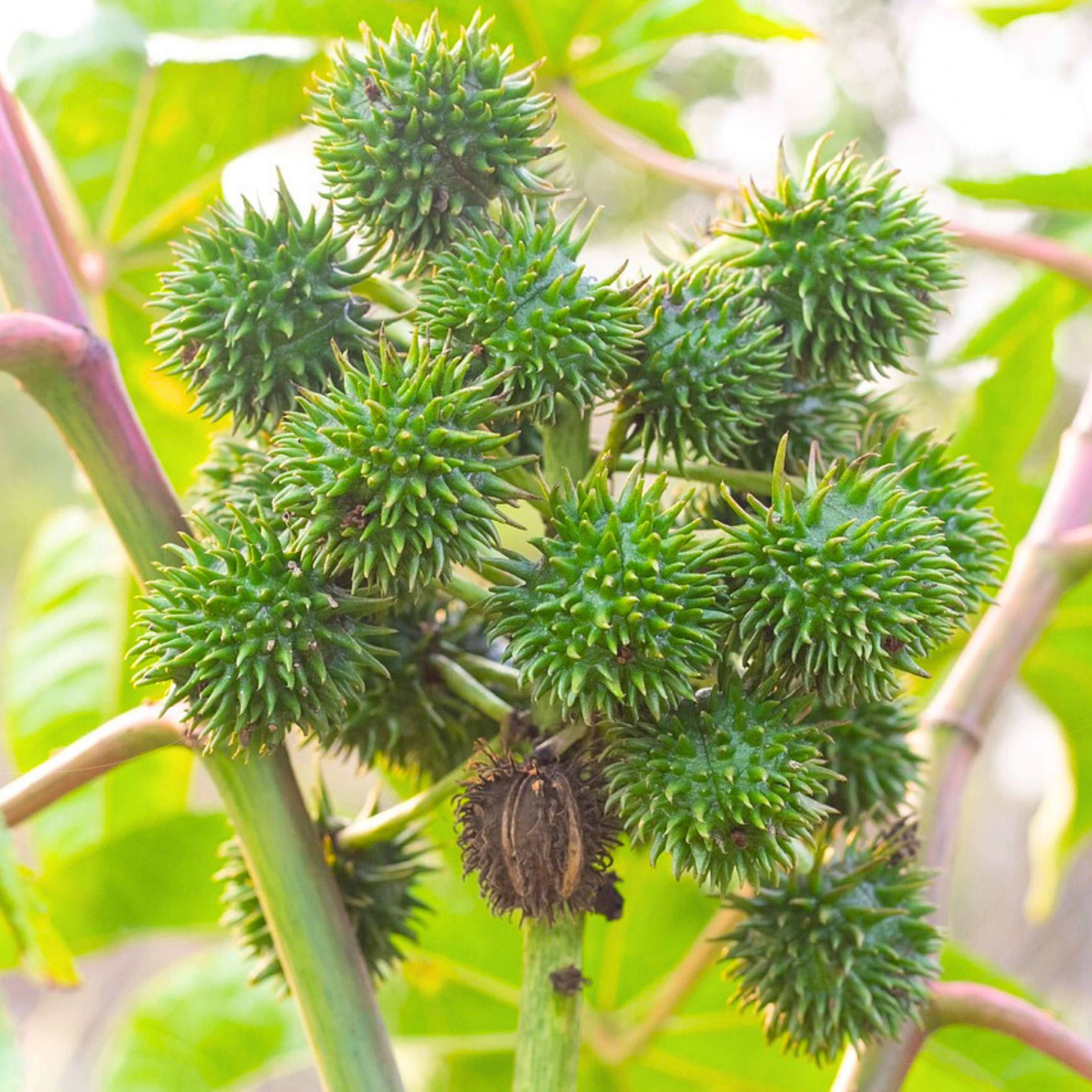 Organic Aamanakku Vithai / Castor Seeds - Open Pollinated