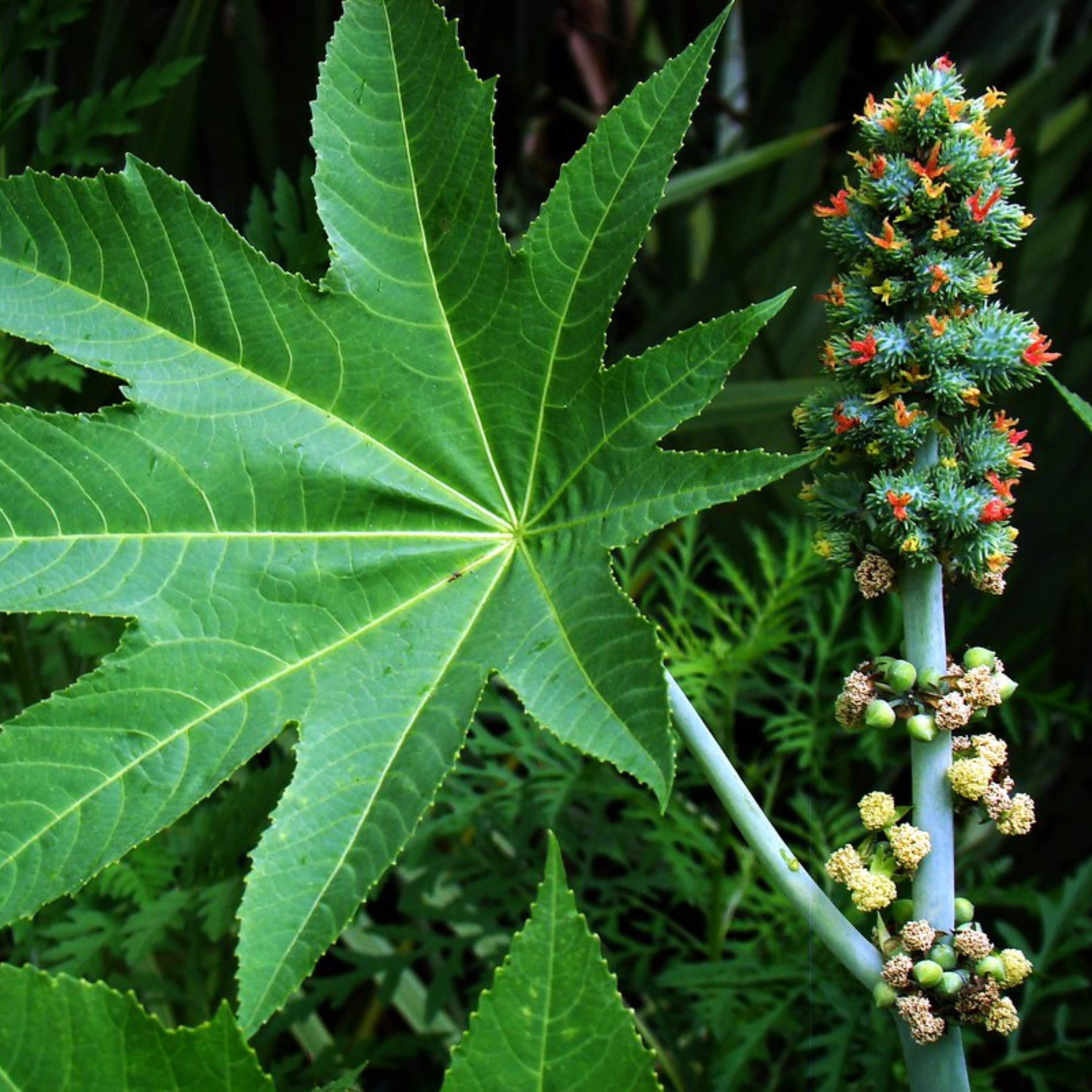 Organic Aamanakku Vithai / Castor Seeds - Open Pollinated