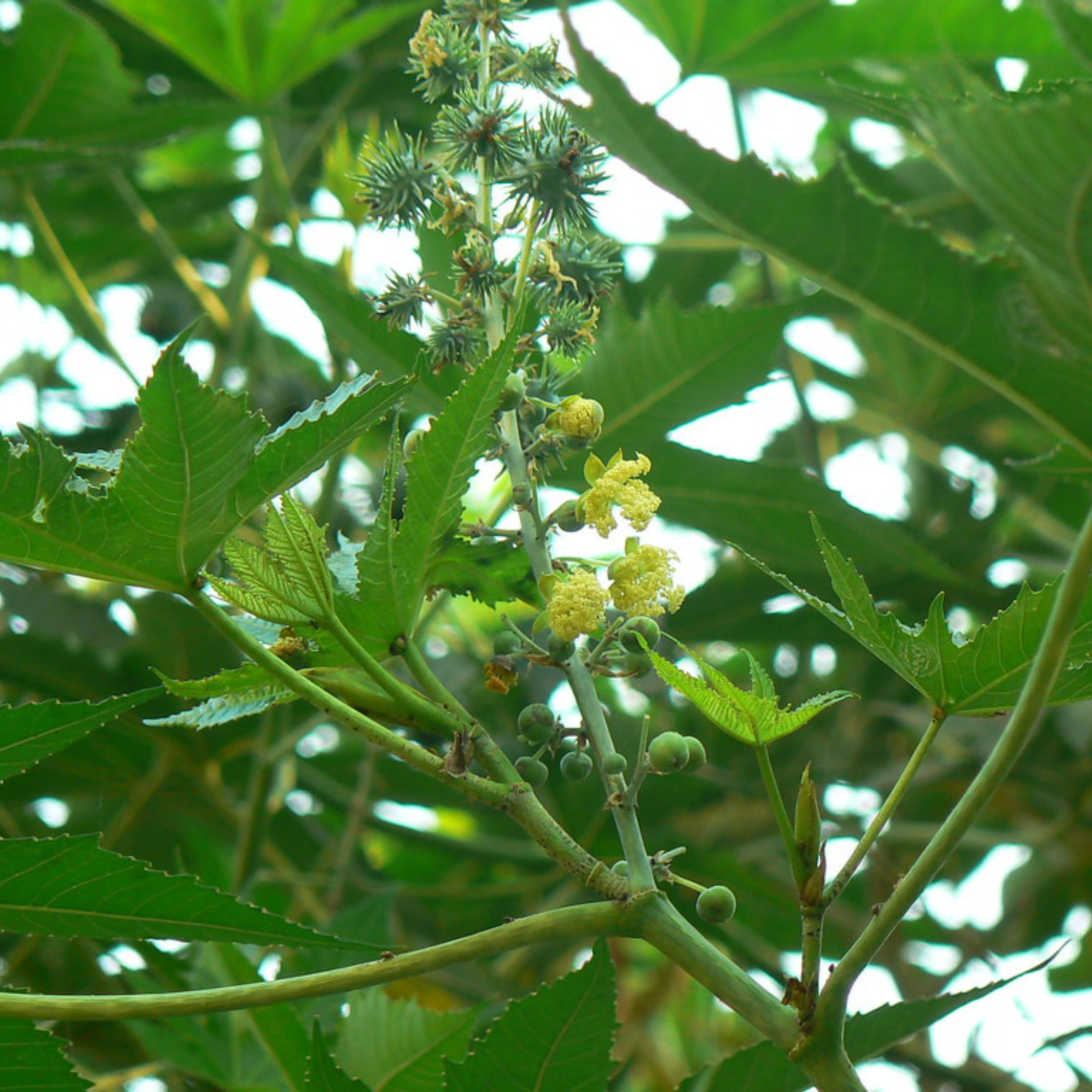 Organic Aamanakku Vithai / Castor Seeds - Open Pollinated