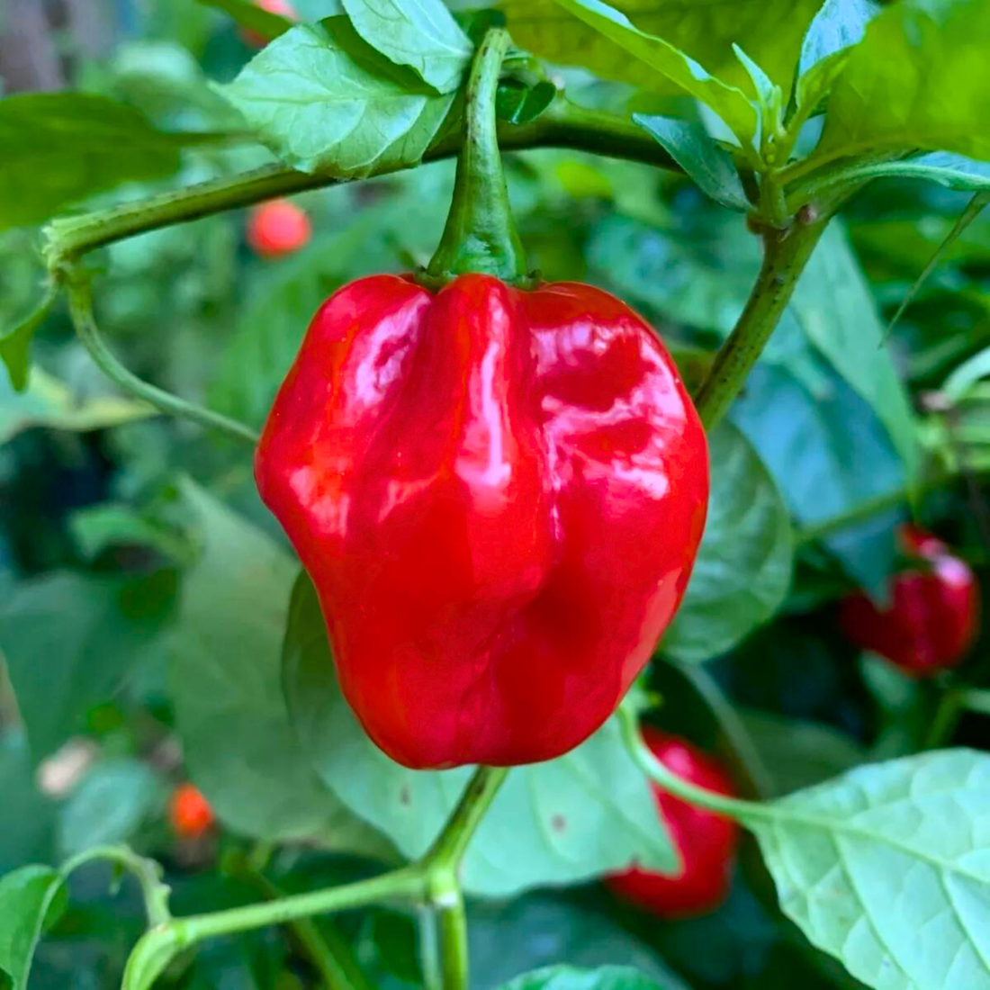 Organic Red Mali Chilli Seeds - Open Pollinated
