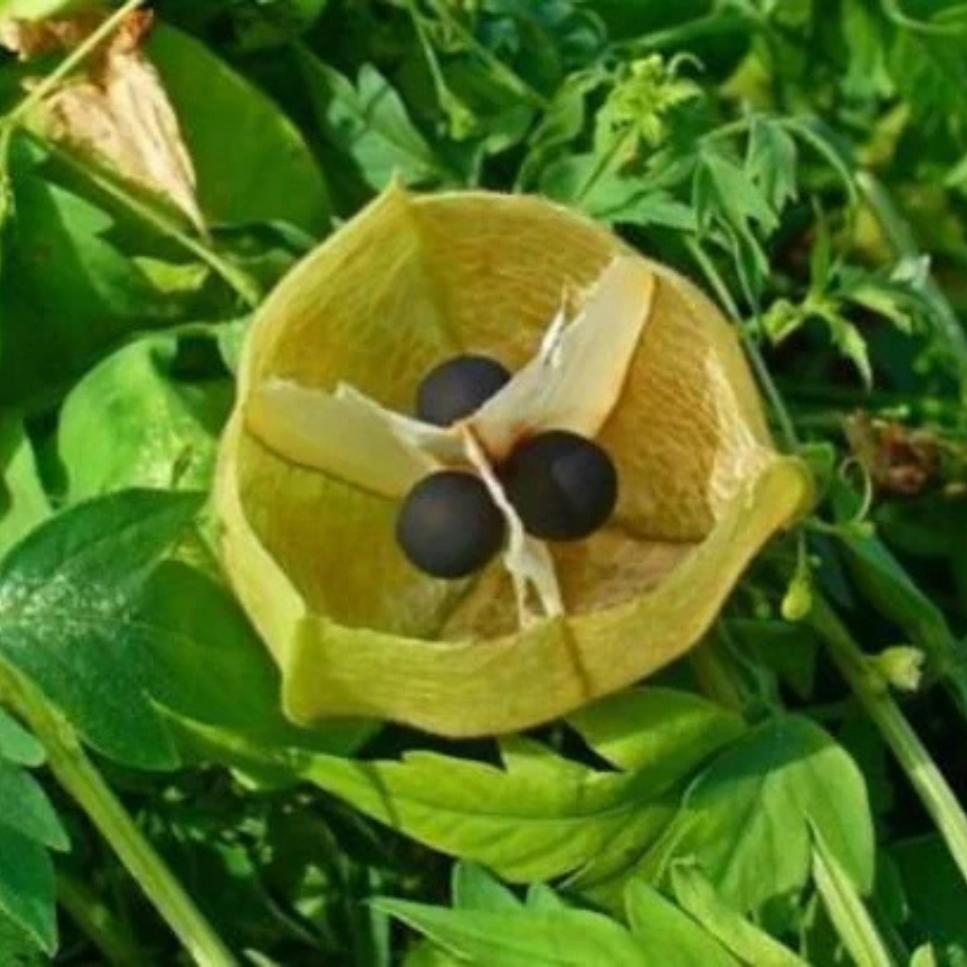 Organic Uzhinja / Balloon Vine Seeds - Open Pollinated