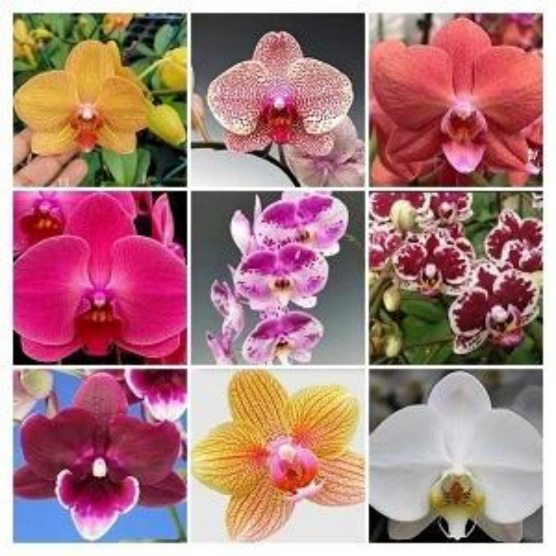 Phalaenopsis 10 Plants With Or Without Bud Combo - Blooming Size