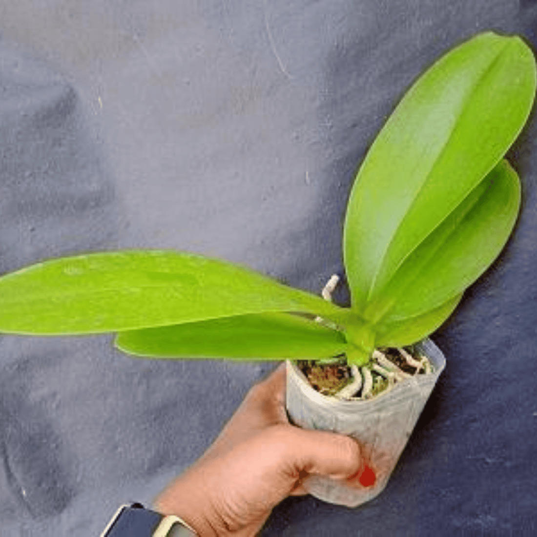 Phalaenopsis Adzuki Bean (Phal. Chiu Jih Pearl × Phal. I-Hsin Panda) - Blooming Size