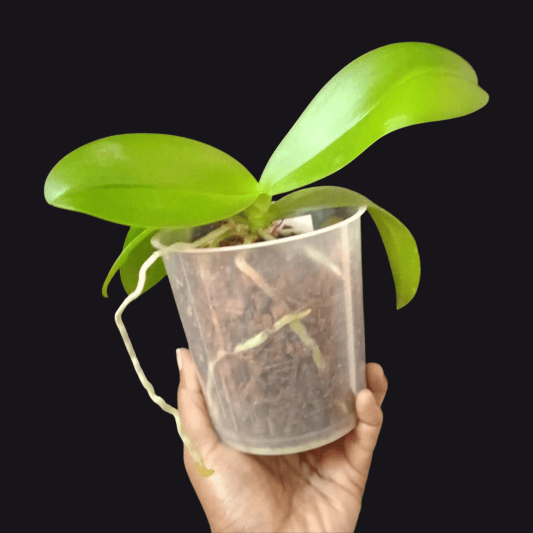 Phalaenopsis Avant Garde (Blooming Size)