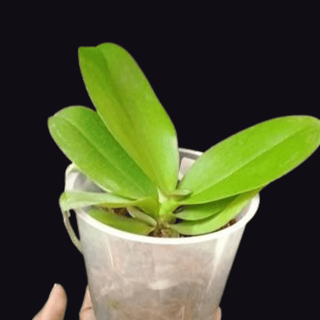 Phalaenopsis Do Buddha (Blooming Size Big Plant)