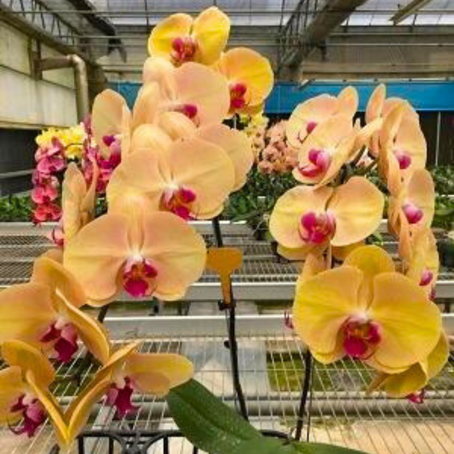 (Phalaenopsis Forest Fairy X Phal. Fusheng’s Golden Age)X Phalaenopsis Tiannong Golden Butterfly - Blooming Size