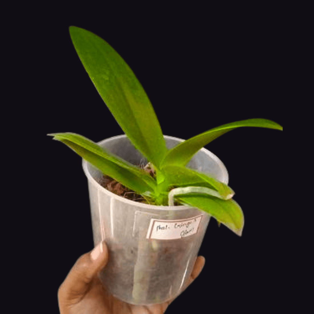 Phalaenopsis Ginger Glam - Blooming Size