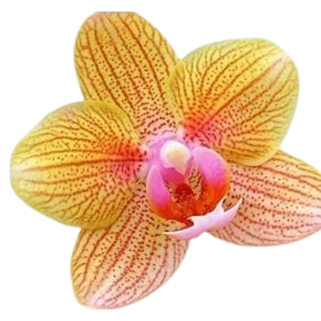 Phalaenopsis Passion Fruit - Blooming Size