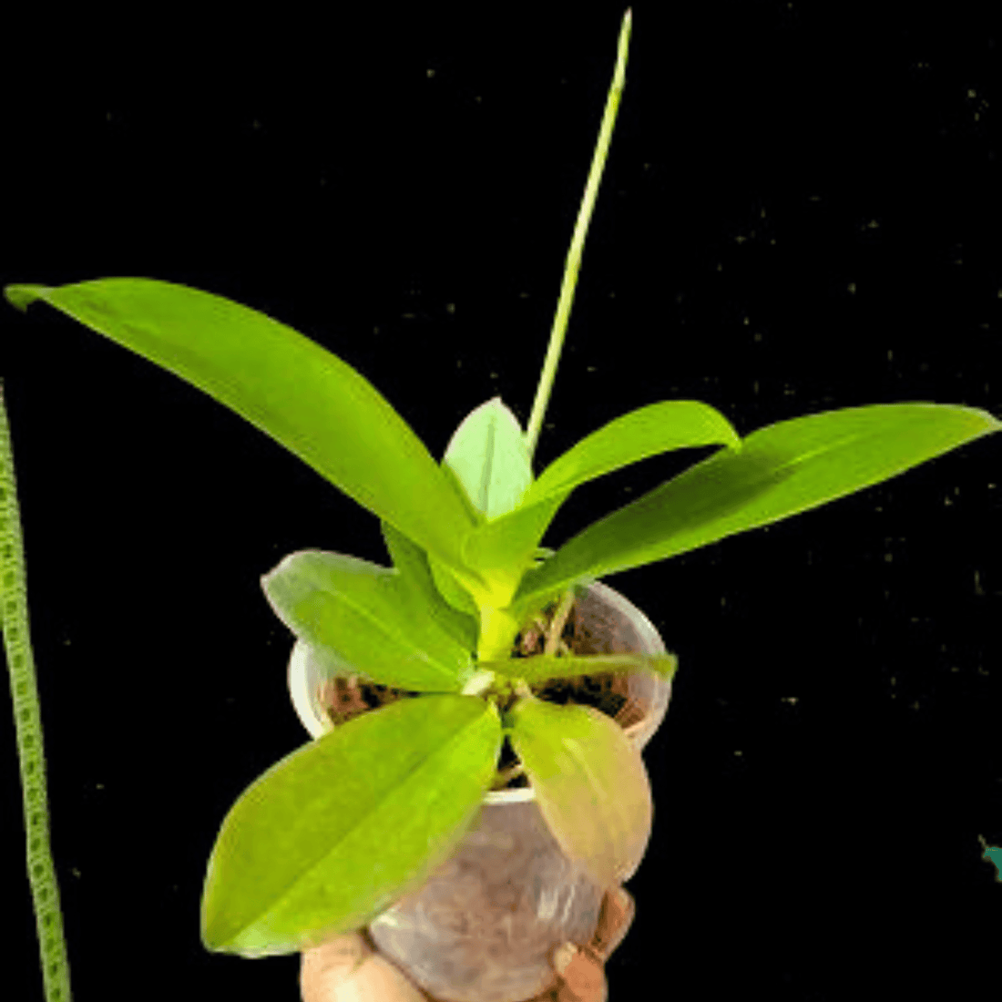 Phalaenopsis Sogo Meili (with Buds)