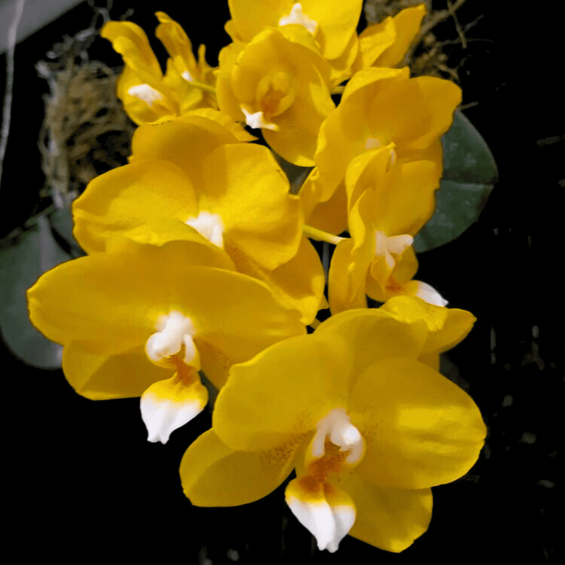 Phalaenopsis Sogo Meili (with Buds)