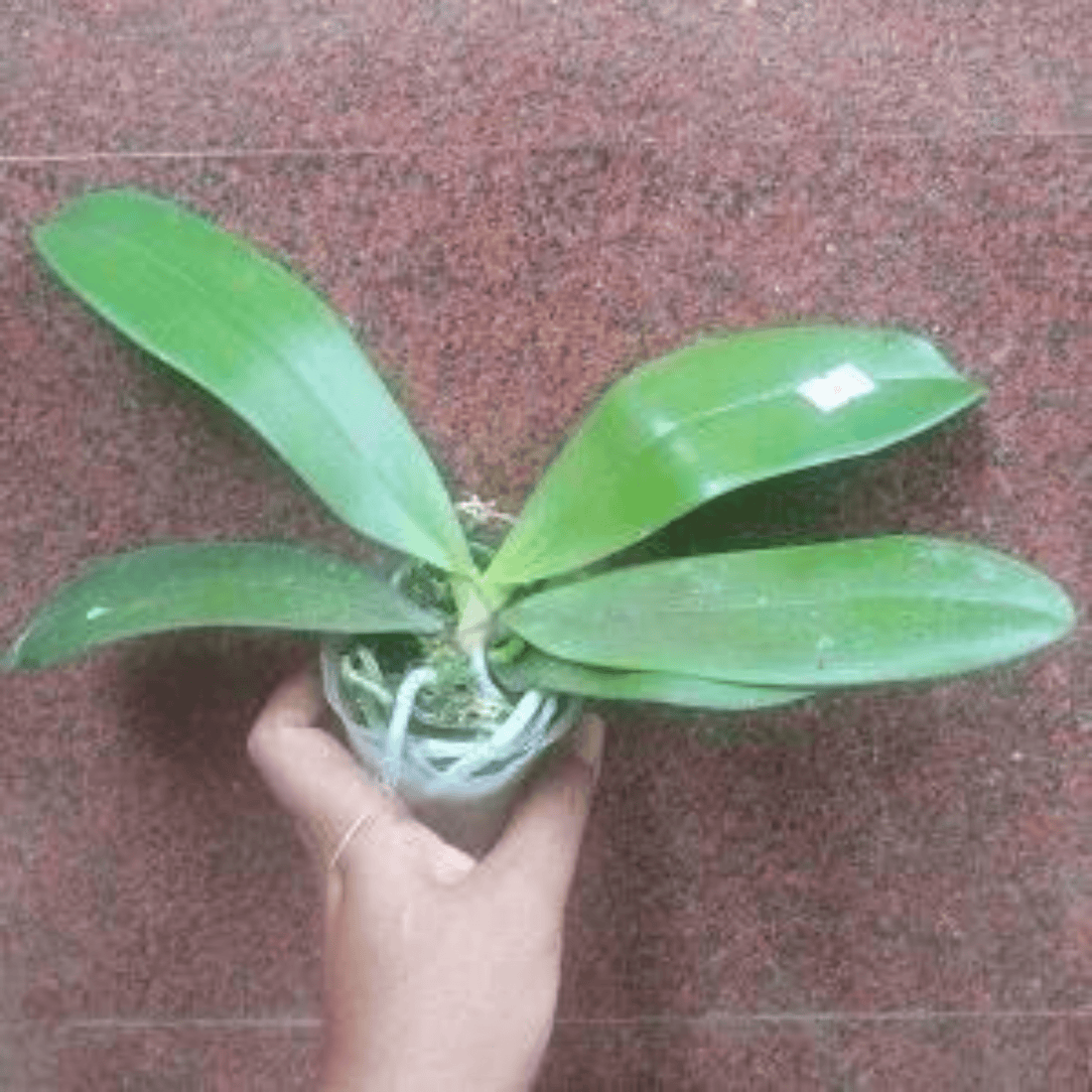 Phalaenopsis Star Yellow Diamond - Blooming Size