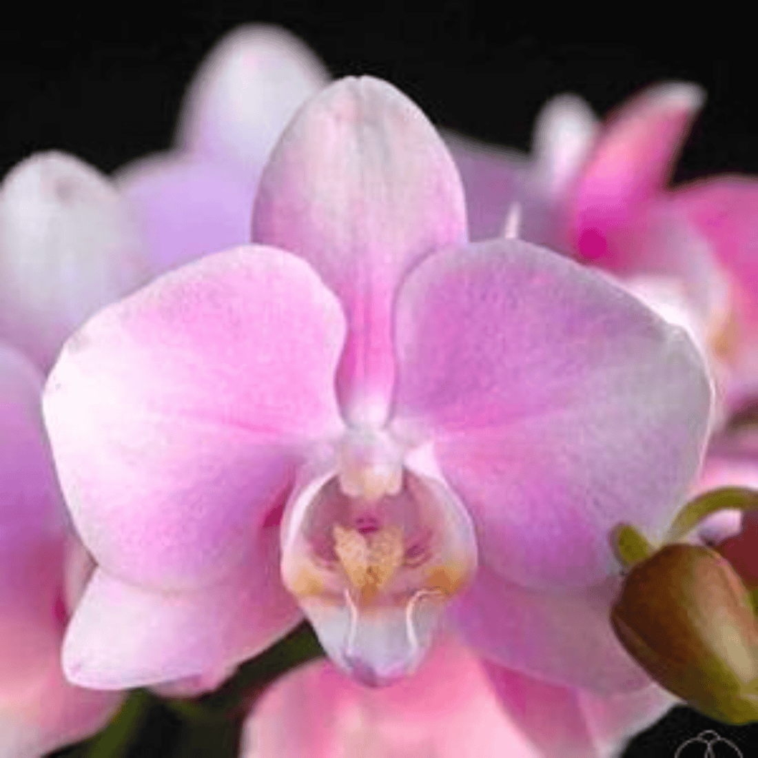 Phalaenopsis (Amabilis X Wedding Promanade)X Amabilis - Blooming Size