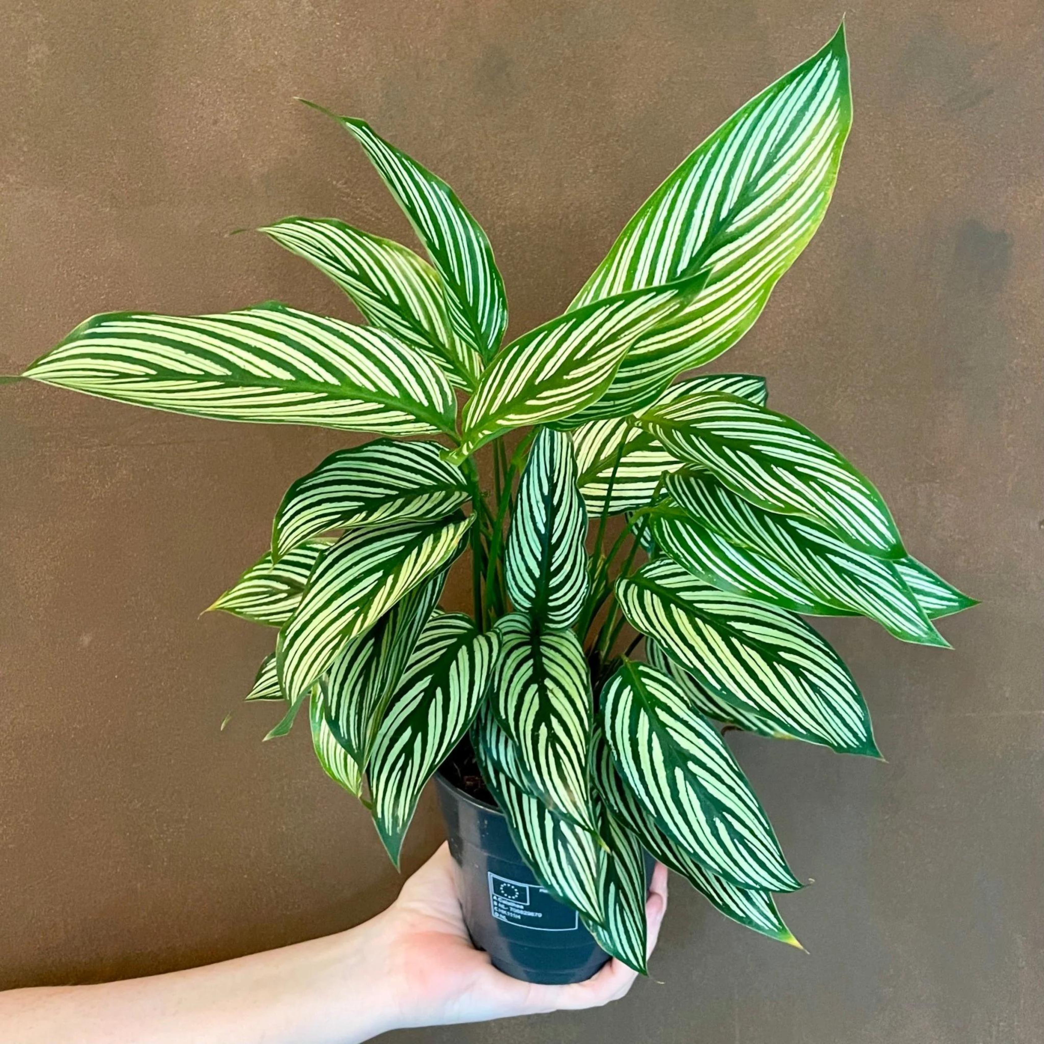 Pin-Stripe Plant (Calathea vittata) Live Plant