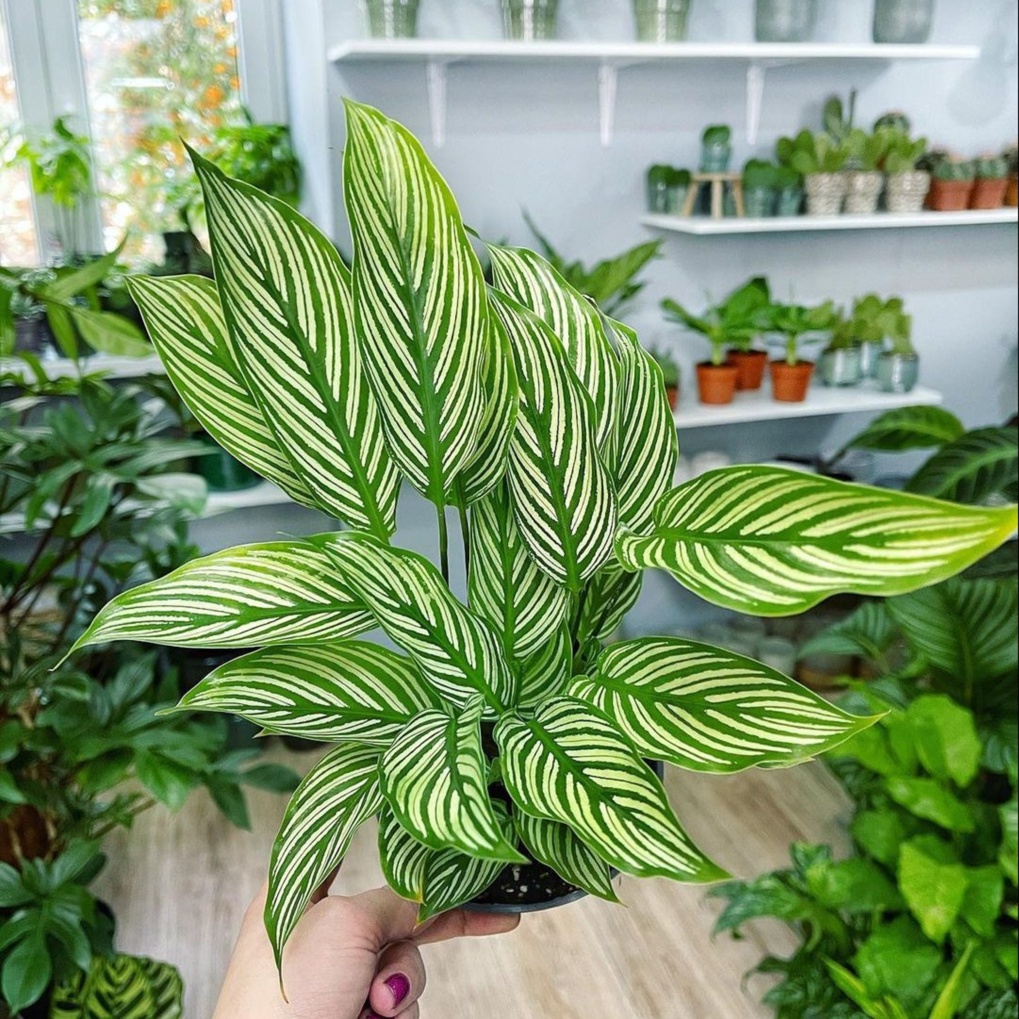 Pin-Stripe Plant (Calathea vittata) Live Plant