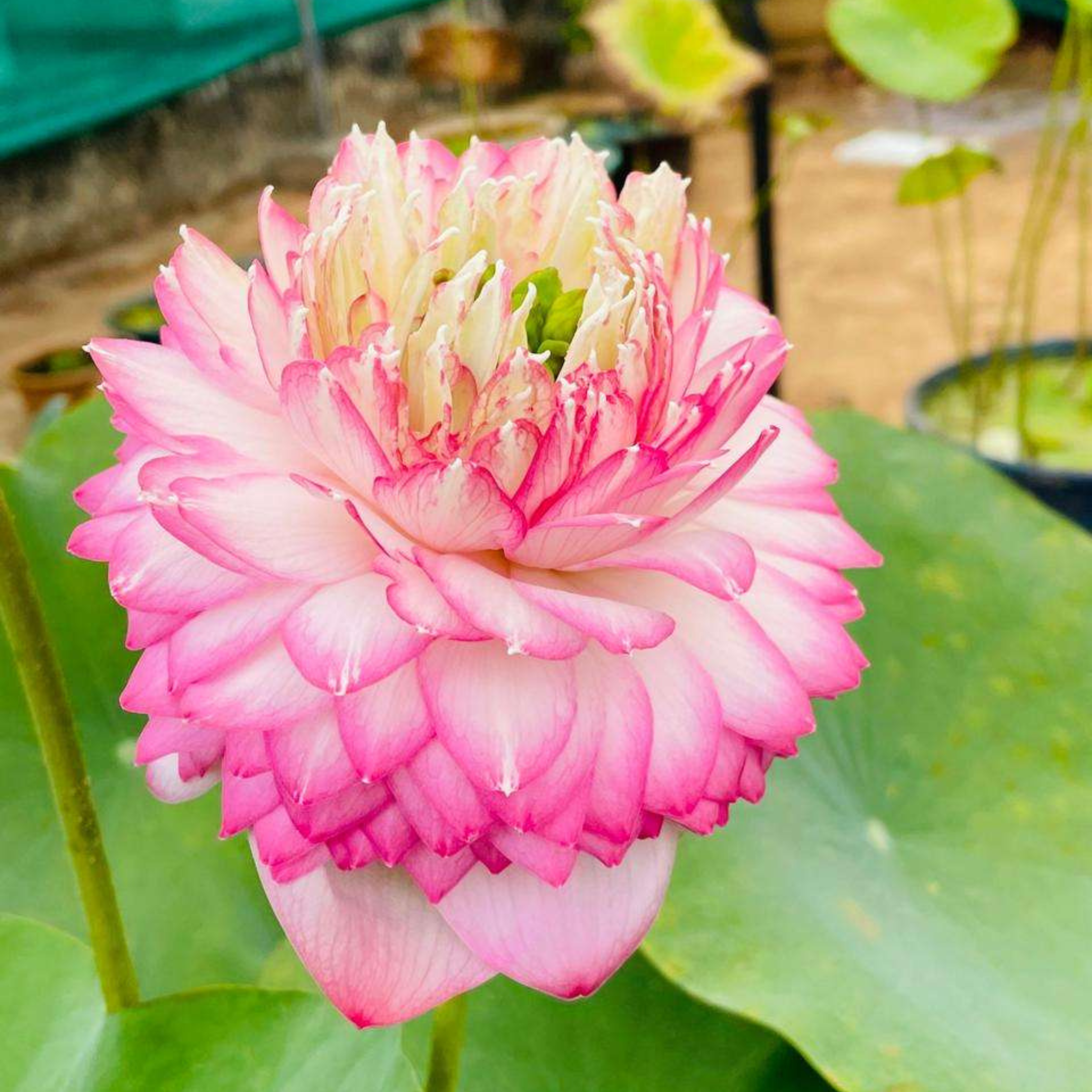 Pink Cloud Lotus Tuber