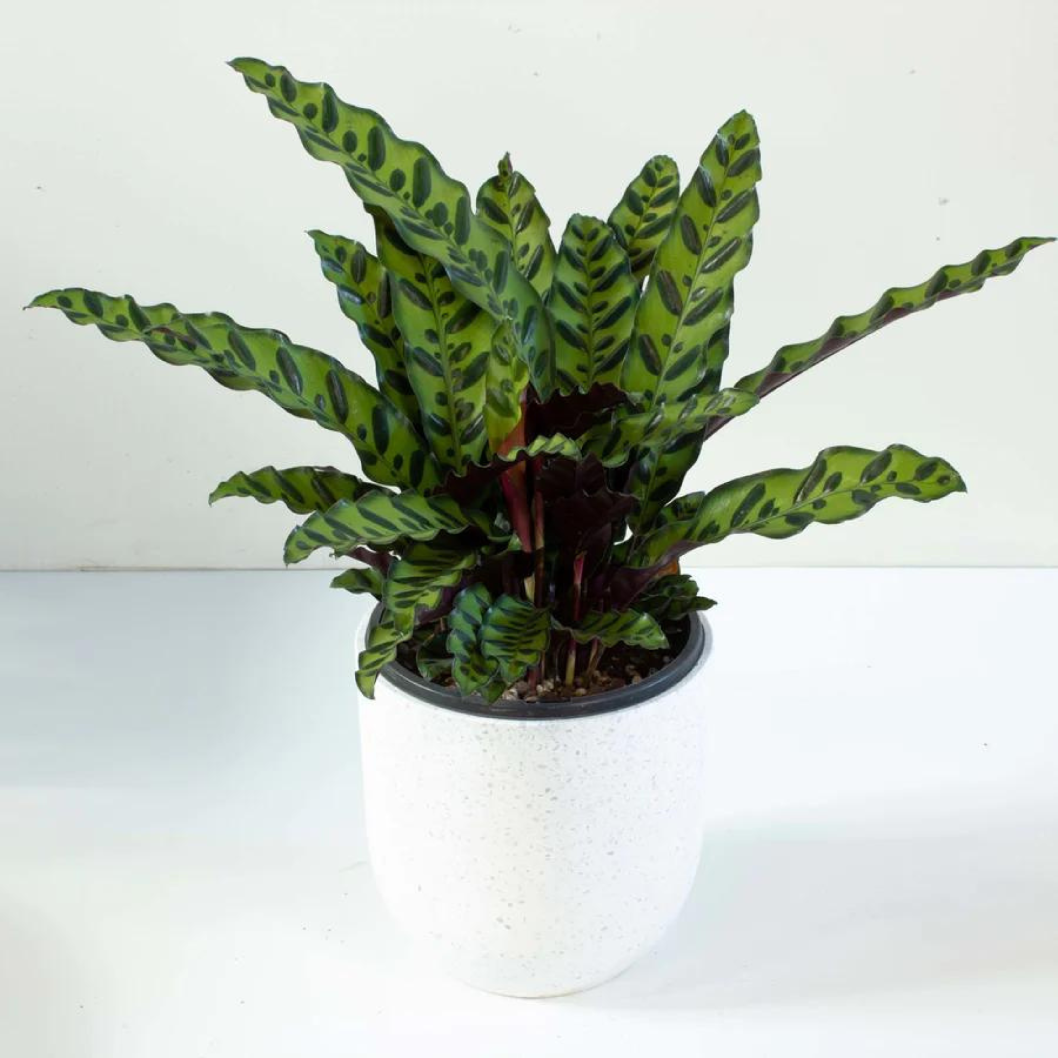 Rattlesnake Plant / Calathea Lancifolia (Goeppertia insignis) Live Plant