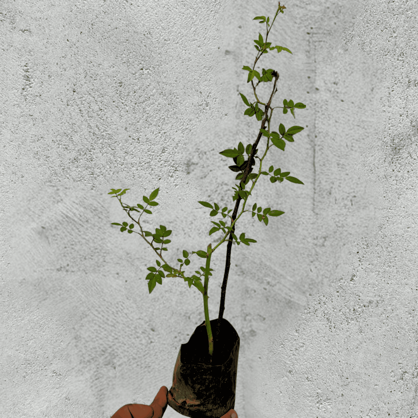 Red Creeper/Climber Rose Live Plant