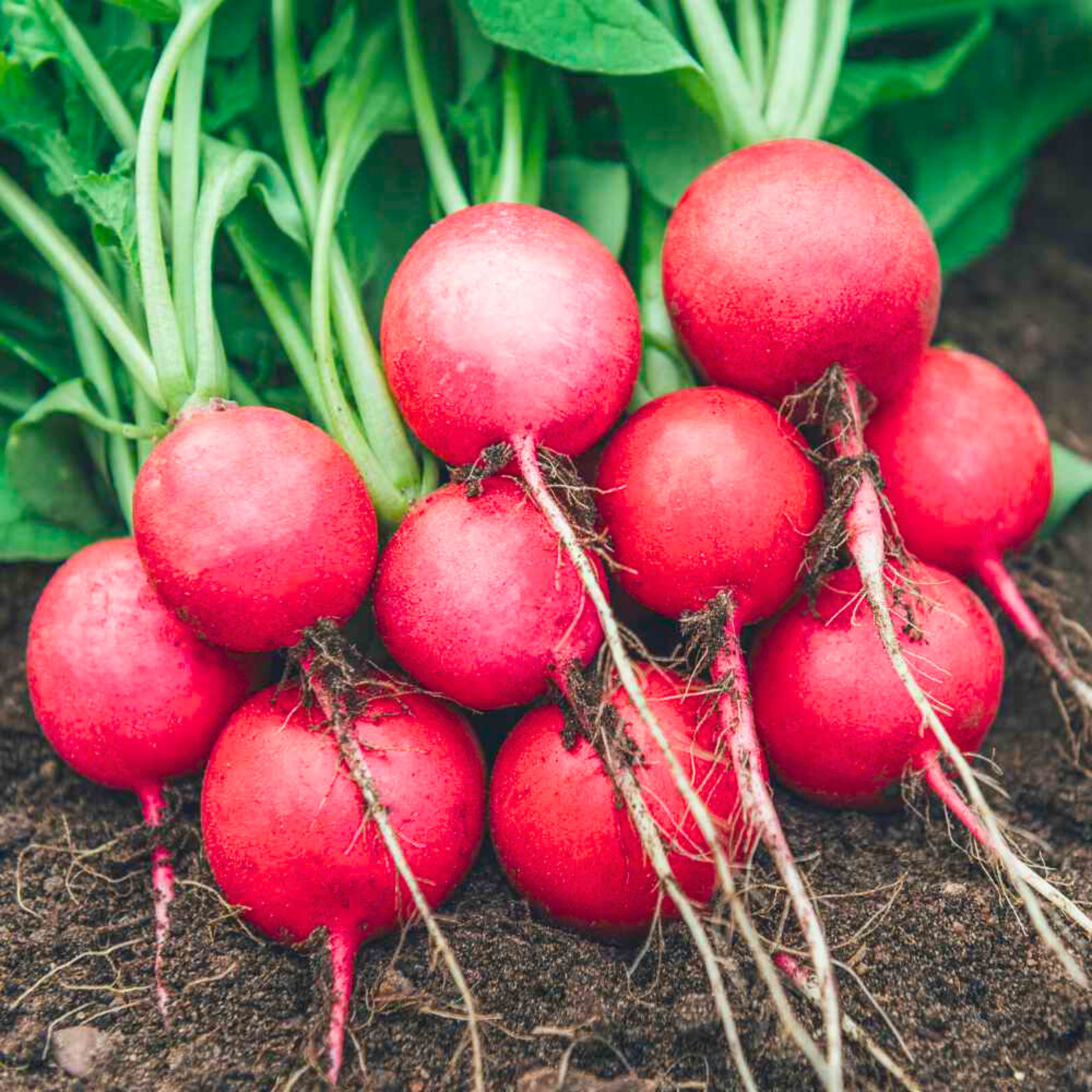 Red Round Radish Seeds - Hybrid