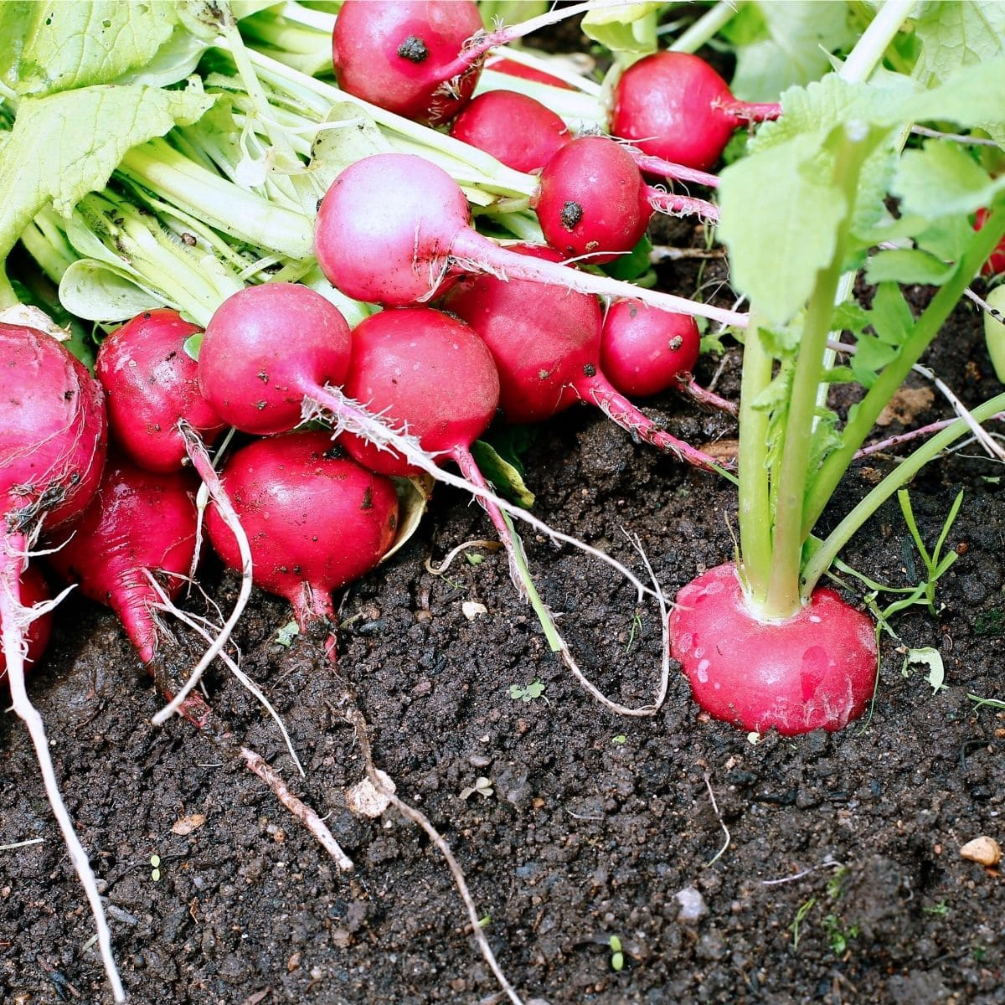 Red Round Radish Seeds - Hybrid