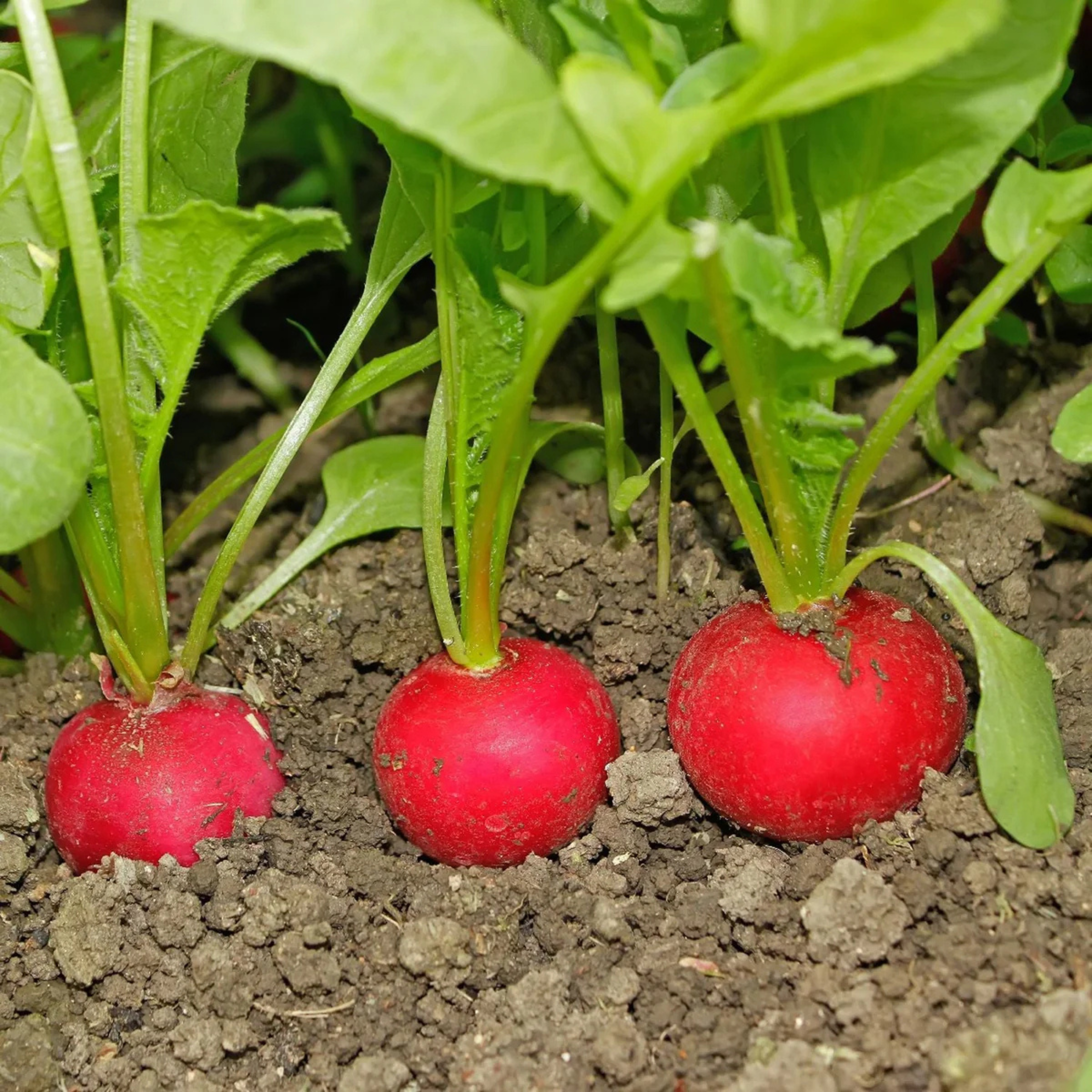 Red Round Radish Seeds - Hybrid