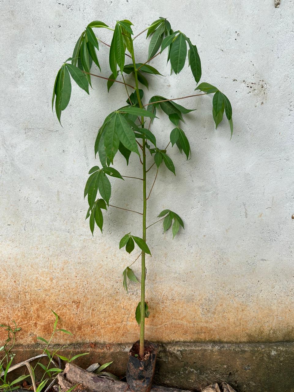 Red Silk-Cotton Tree (Bombax ceiba) Rare Live Plant