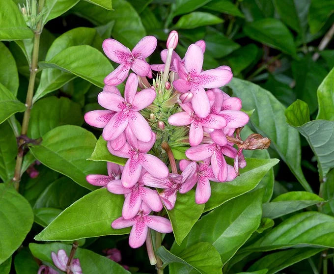 Ruspolia Pink All Time Flowering Live Plant