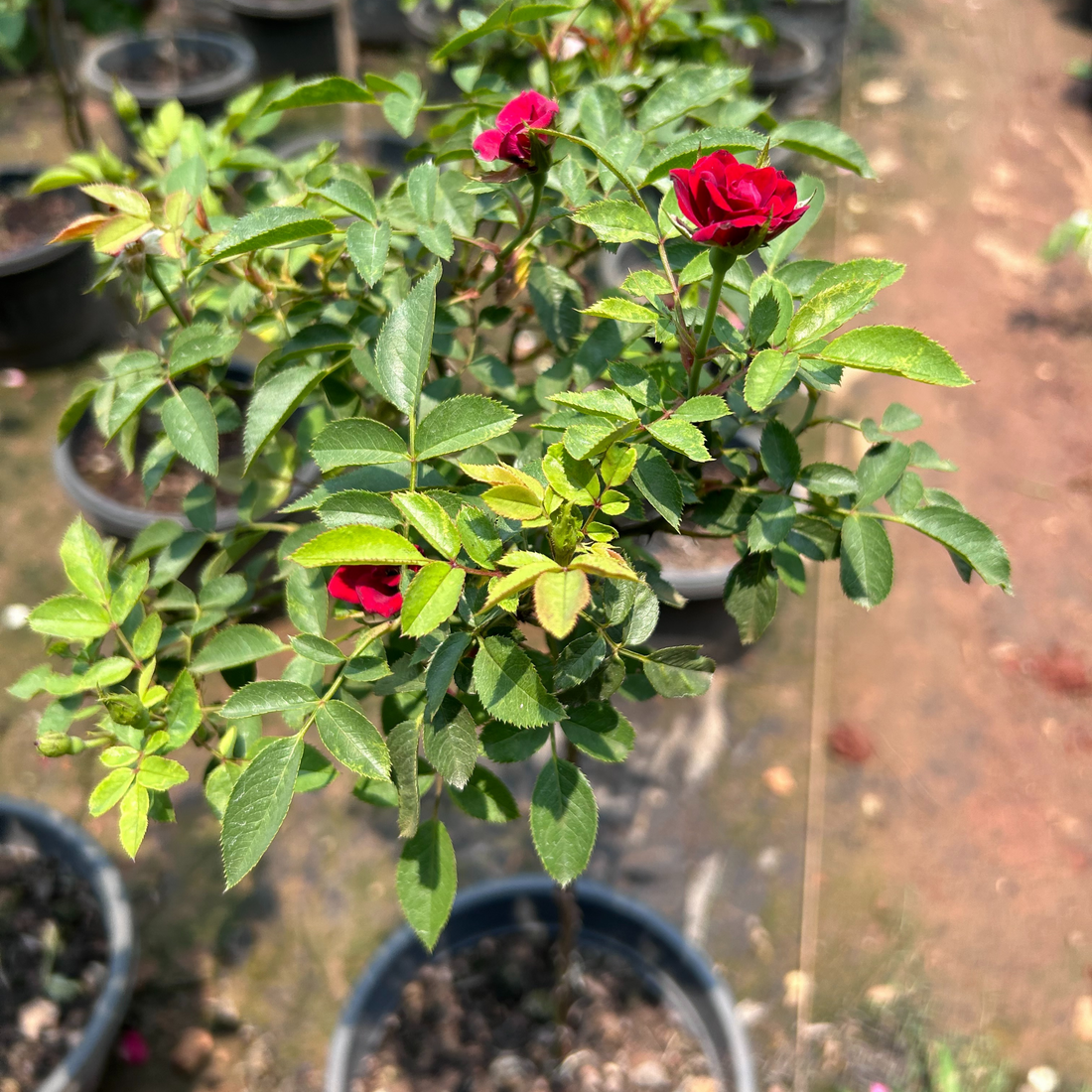 Standard Rose Red Grafted Rare Flowering Live Plant