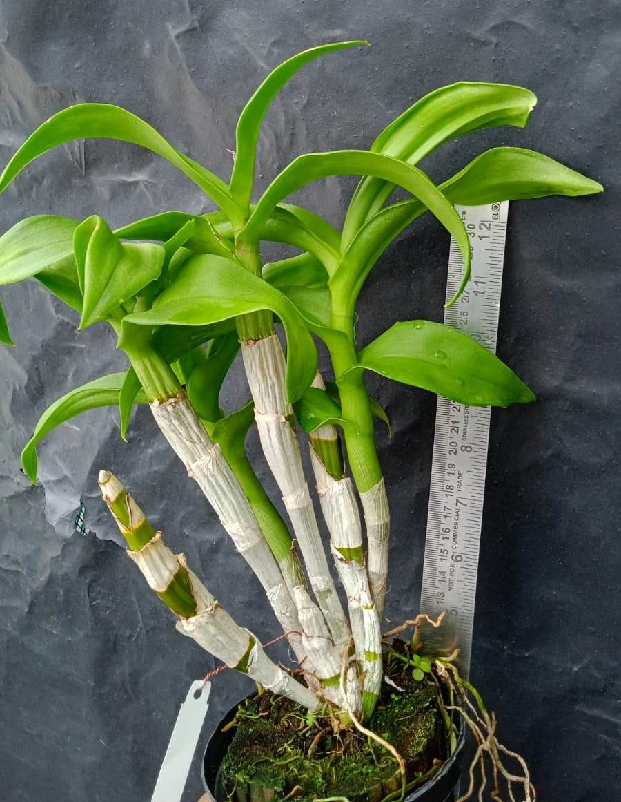 Dendrobium Star Fish (Blooming)