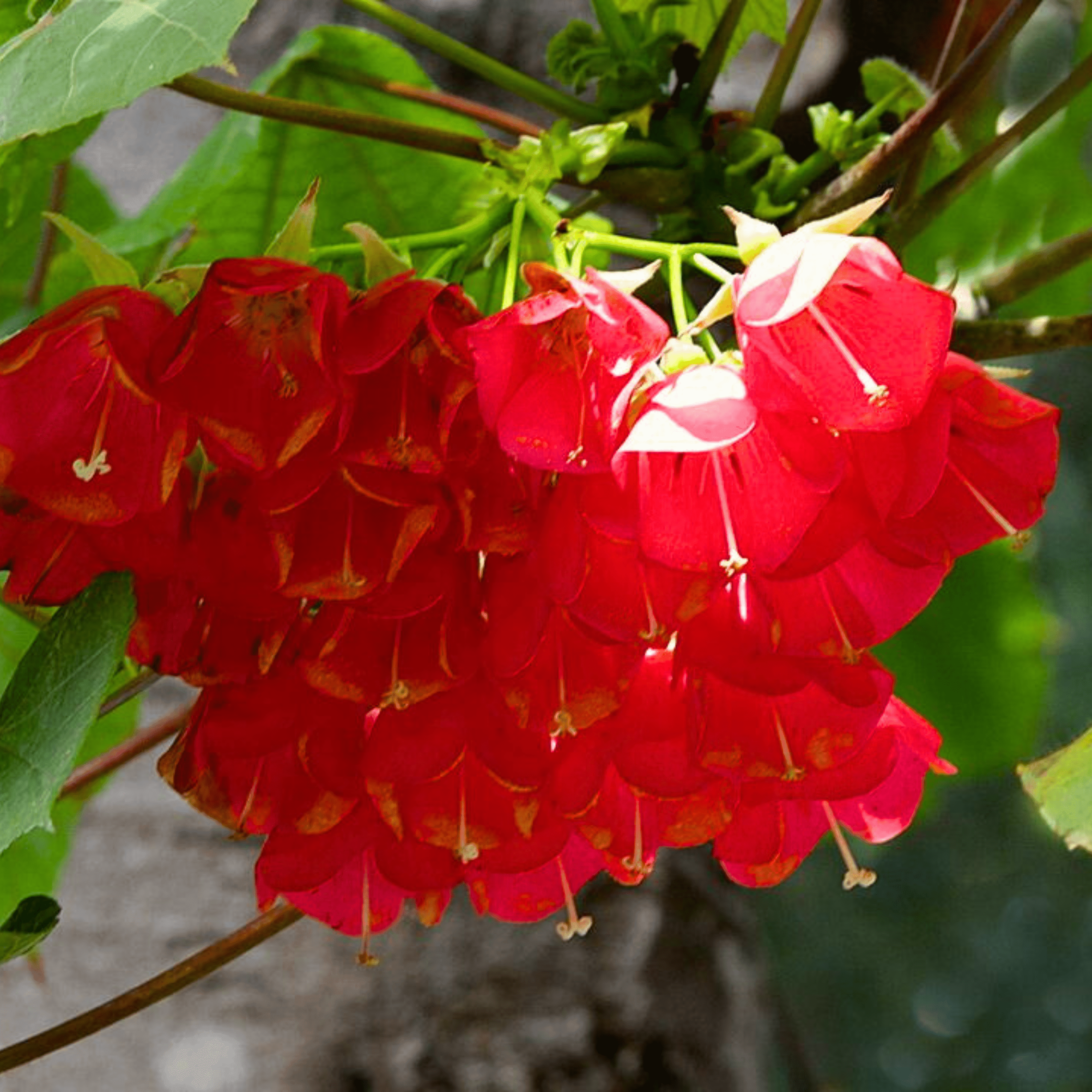 Strawberry Snowball (Dombeya cacuminum) Rare Flowering Live Plant