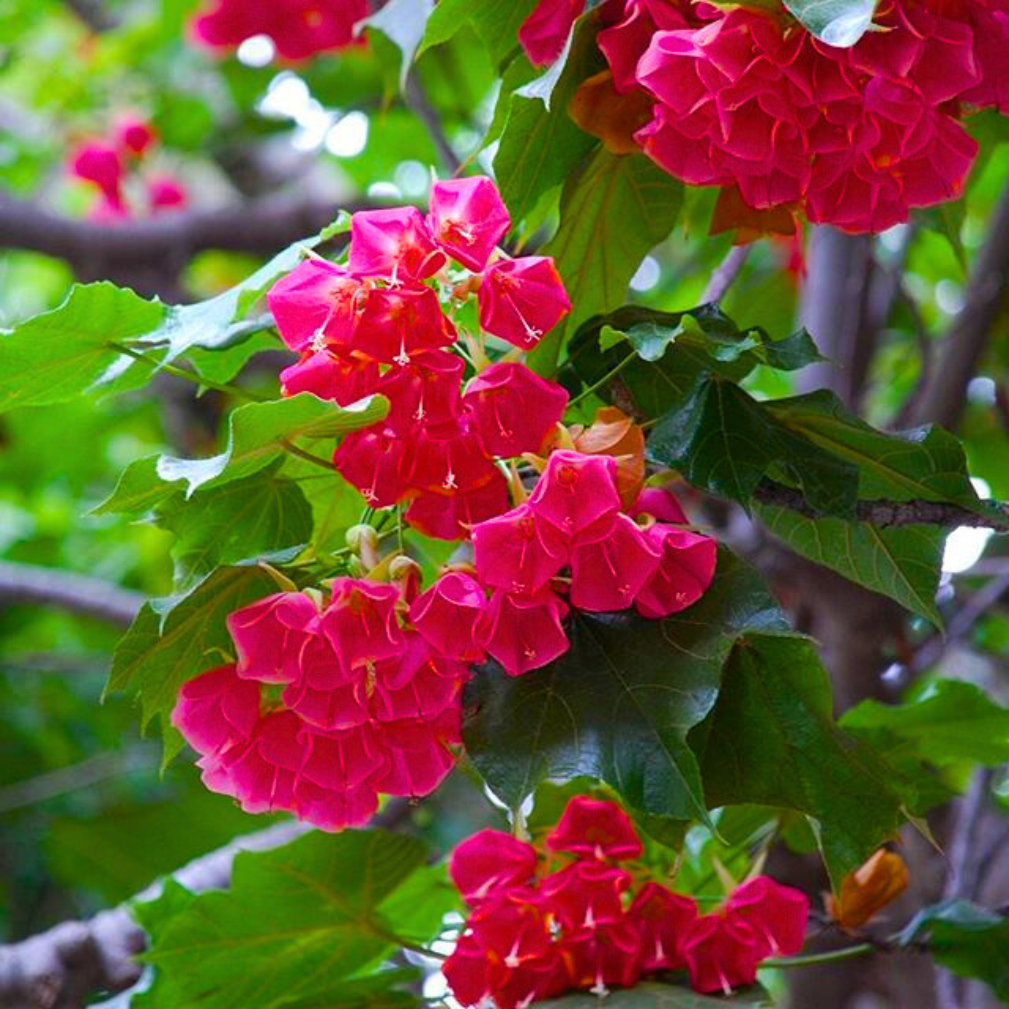 Strawberry Snowball (Dombeya cacuminum) Rare Flowering Live Plant