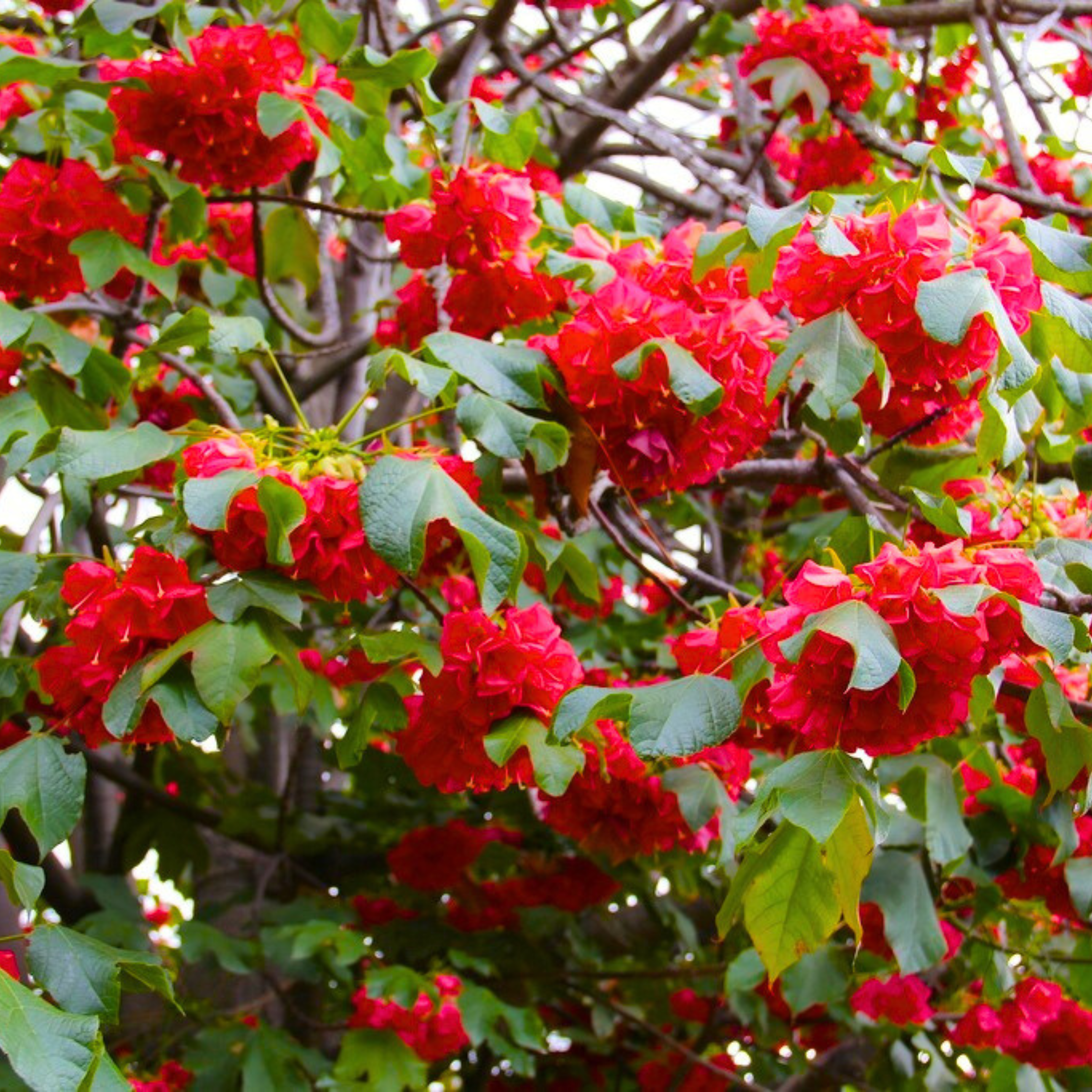 Strawberry Snowball (Dombeya cacuminum) Rare Flowering Live Plant