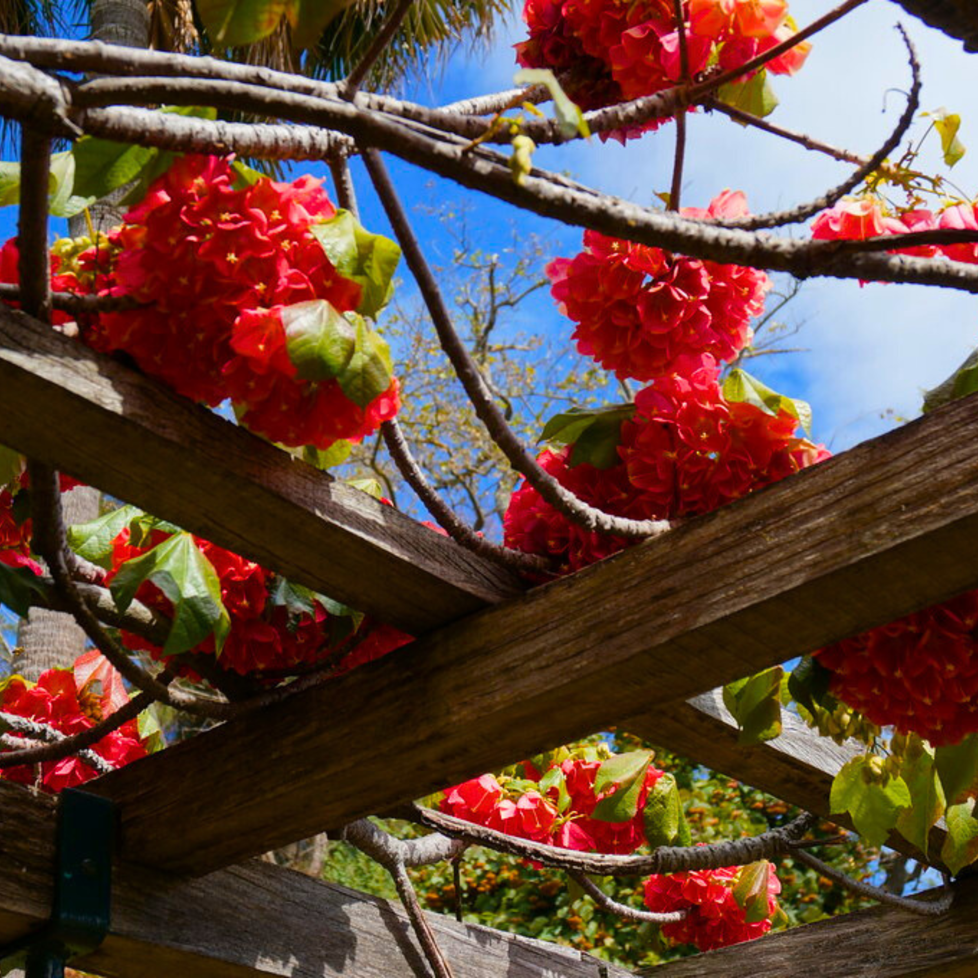 Strawberry Snowball (Dombeya cacuminum) Rare Flowering Live Plant