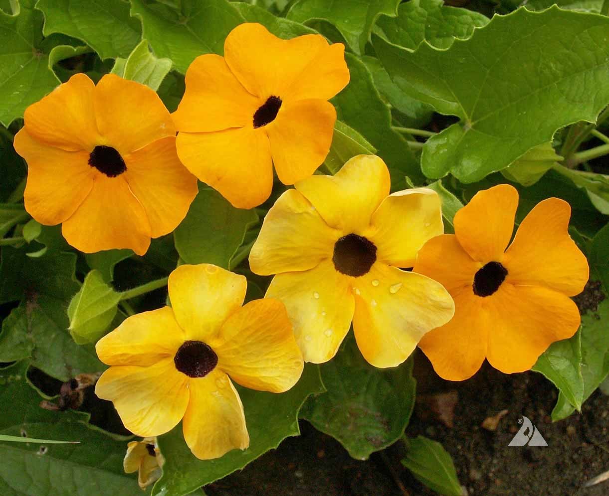 Black Eyed Susan Yellow (Thunbergia alata) All Time Flowering Live Plant