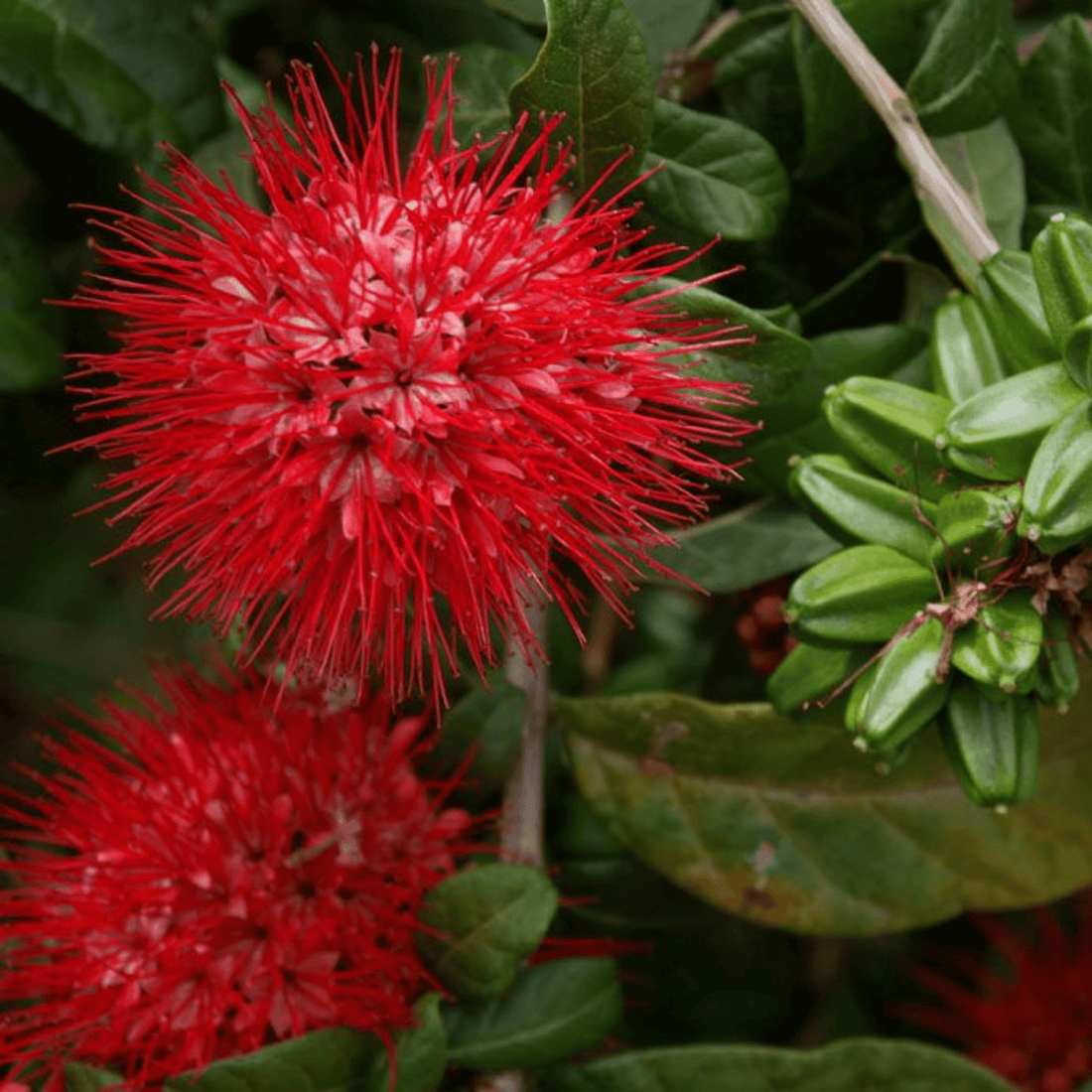 Thailand Powderpuff (Combretum constrictum) Rare Flowering Live Plant