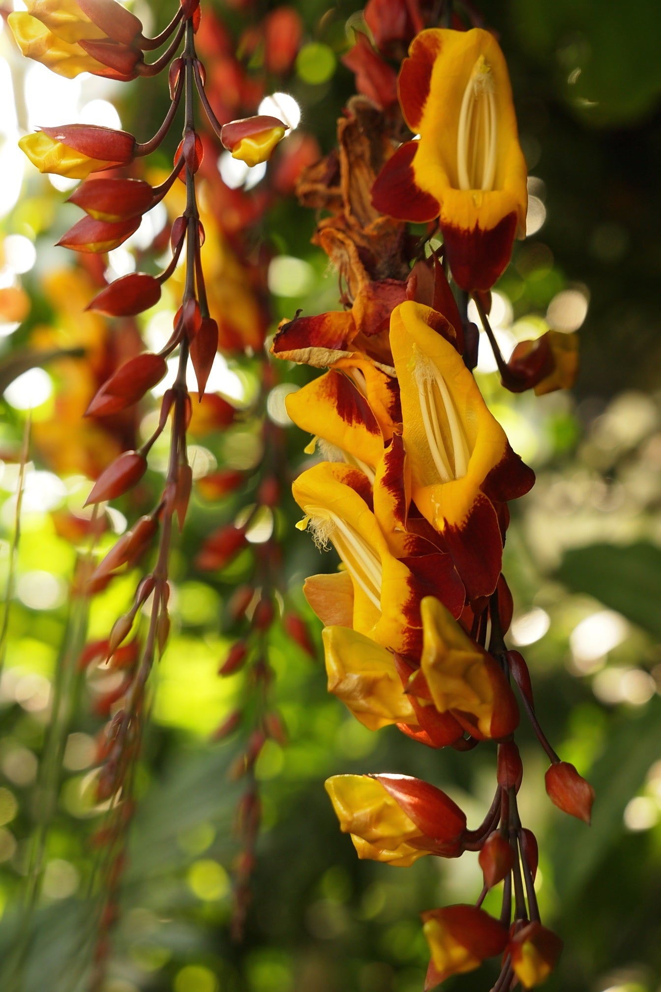 Thunbergia mysorensis Rare Flowering Live Plant